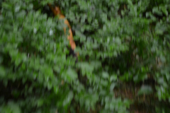 DSC_0323