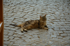 SOLA-2023-131-scaled